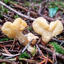 Attēlu rezultāti vaicājumam “Spathularia flavida”