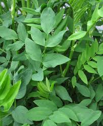 Attēlu rezultāti vaicājumam “Galega orientalis fruit”