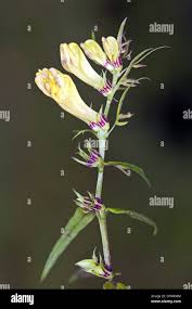 Attēlu rezultāti vaicājumam “Melampyrum pratense leaf”