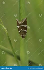 Attēlu rezultāti vaicājumam “Deltote bankiana”