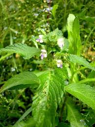 Attēlu rezultāti vaicājumam “Galeopsis bifida”