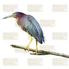 Image result for Butorides virescens