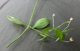 Attēlu rezultāti vaicājumam “Moehringia trinervia”