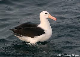 Image result for Thalassarche melanophris