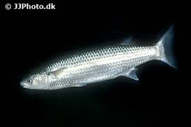 Image result for Chelon ramada