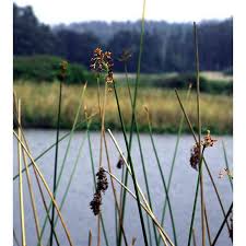 Attēlu rezultāti vaicājumam “Schoenoplectus lacustris subsp. glaucus bud”
