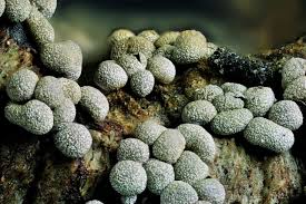 Attēlu rezultāti vaicājumam “Badhamia dubia macro”