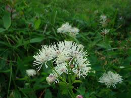 Attēlu rezultāti vaicājumam “Thalictrum aquilegifolium bud”