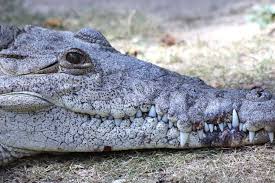 Image result for Crocodylus acutus