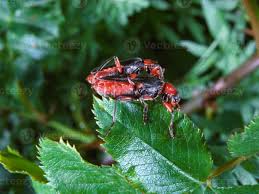 Attēlu rezultāti vaicājumam “Cantharis fusca”
