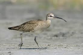 Image result for Numenius hudsonicus