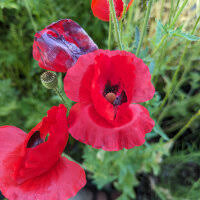 Image result for Papaver rhoeas 'Shirley'