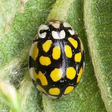 Attēlu rezultāti vaicājumam “Sospita vigintiguttata”