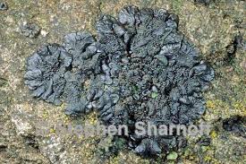 Attēlu rezultāti vaicājumam “Collema”