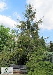 Attēlu rezultāti vaicājumam “Picea abies fo. virgata”