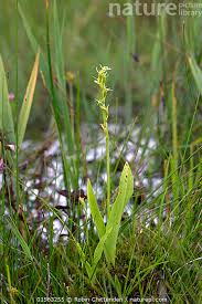 Attēlu rezultāti vaicājumam “Liparis loeselii flower”