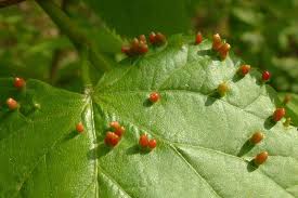 Attēlu rezultāti vaicājumam “Eriophyes padi”
