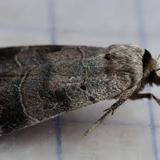 Attēlu rezultāti vaicājumam “Badhamia bethelii macro”