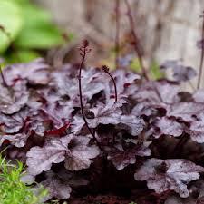 Image result for Heuchera `Palace Purple`