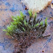 Attēlu rezultāti vaicājumam “Racomitrium heterostichum”