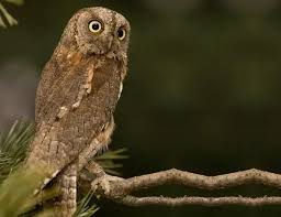 Image result for Otus scops