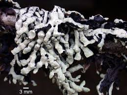 Attēlu rezultāti vaicājumam “Hypogymnia physodes”