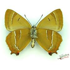 Attēlu rezultāti vaicājumam “Thecla betulae female”