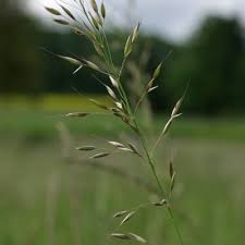 Attēlu rezultāti vaicājumam “Helictotrichon pratense leaf”