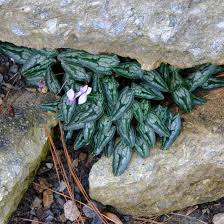 Attēlu rezultāti vaicājumam “Cyclamen hederifolium”