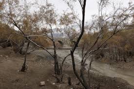 Image result for selvatici tehron