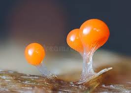 Attēlu rezultāti vaicājumam “Lignydium muscorum plasmodium”