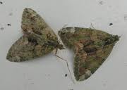 Attēlu rezultāti vaicājumam “Chloroclysta siterata”