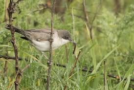 Image result for Sylvia hortensis