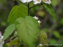Attēlu rezultāti vaicājumam “Crataegus x macrocarpa leaf”