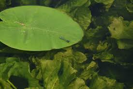 Attēlu rezultāti vaicājumam “Nuphar lutea fruit”