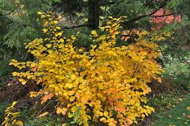 Attēlu rezultāti vaicājumam “Fothergilla major”