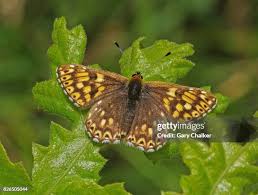 Attēlu rezultāti vaicājumam “Hamearis lucina”