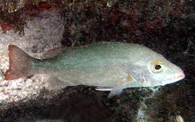 Image result for Lutjanus mahogoni