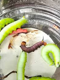 Attēlu rezultāti vaicājumam “Hadula trifolii larva”