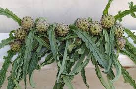 Image result for Cupello