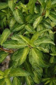 Attēlu rezultāti vaicājumam “Forsythia intermedia”