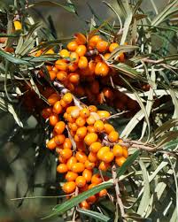 Attēlu rezultāti vaicājumam “Hippophae rhamnoides”