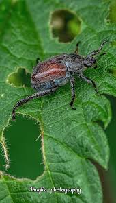 Attēlu rezultāti vaicājumam “Phyllopertha horticola imago”