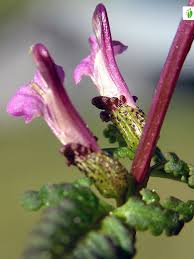 Attēlu rezultāti vaicājumam “Pedicularis palustris flower”