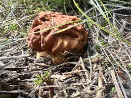 Attēlu rezultāti vaicājumam “Gyromitra gigas”