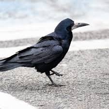 Attēlu rezultāti vaicājumam “Corvidae”