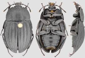 Attēlu rezultāti vaicājumam “Silpha sp.”