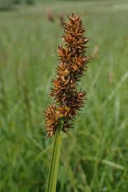 Attēlu rezultāti vaicājumam “Carex appropinquata leaf”