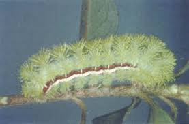 Attēlu rezultāti vaicājumam “Lymantriidae”