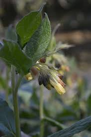 Attēlu rezultāti vaicājumam “Symphytum officinale bud”